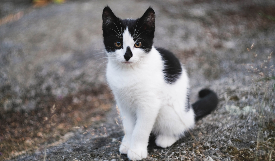 Les croquettes chat
