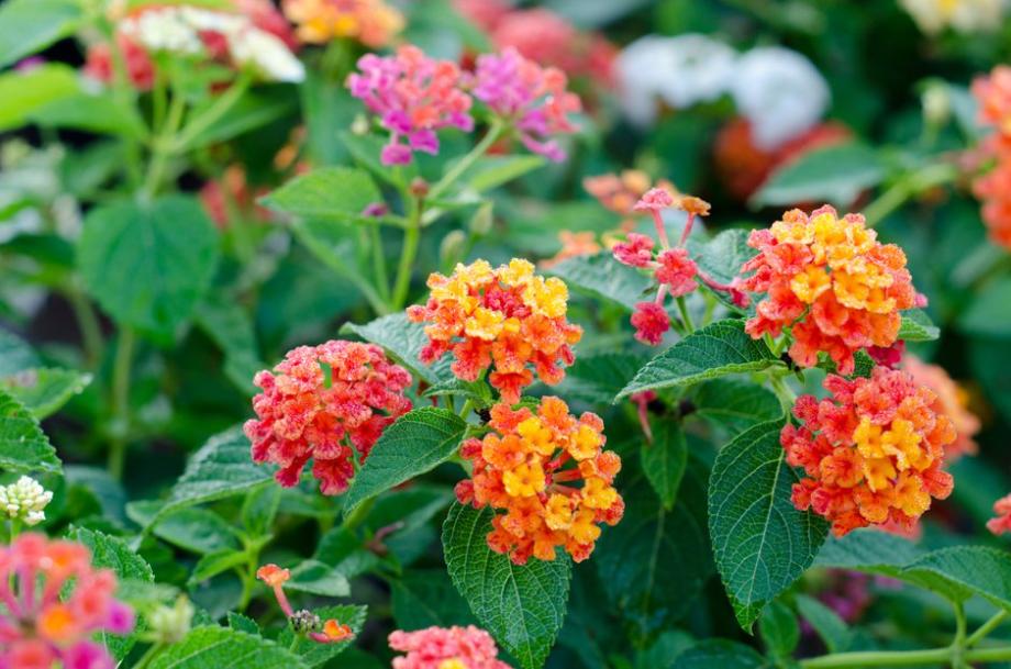 Les chaudes couleurs des fleurs de lantana