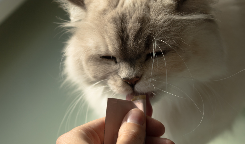 Les friandises à lécher sont très appréciées par les chats !