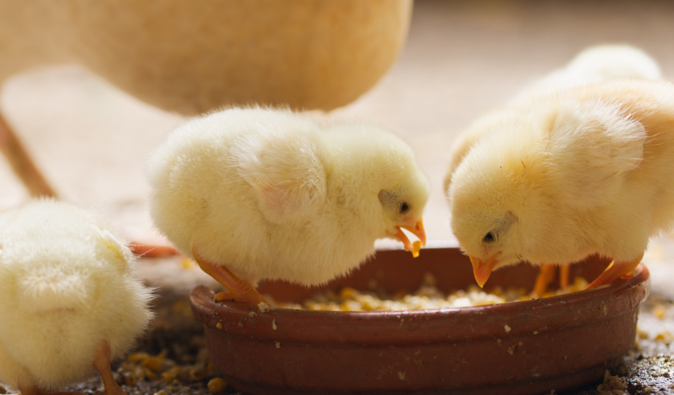 Des aliments complets existent pour les poussins