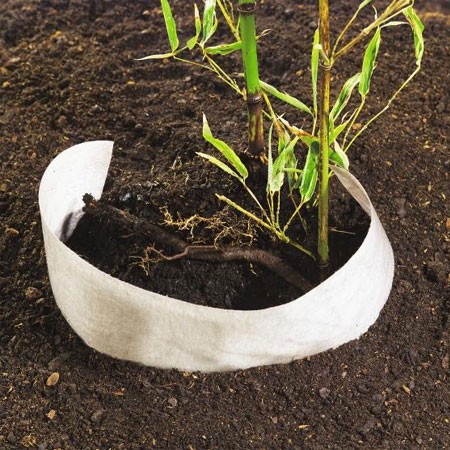 La barrière anti-rhizomes est indispensable dans le cas de bambous très traçants !