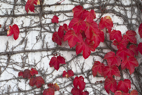 La vigne vierge se colore en automne