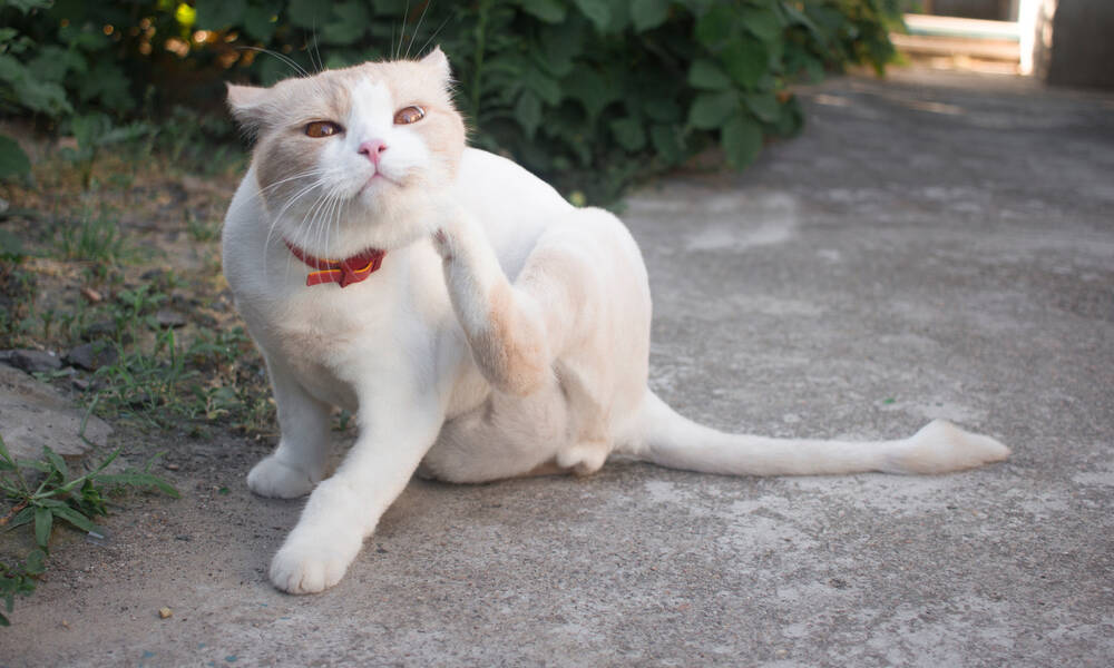 Nettoyer et traiter la maison est important pour que votre chat n’ai plus de puces