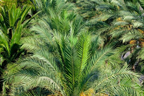 Cultiver un palmier en pot - Gamm vert