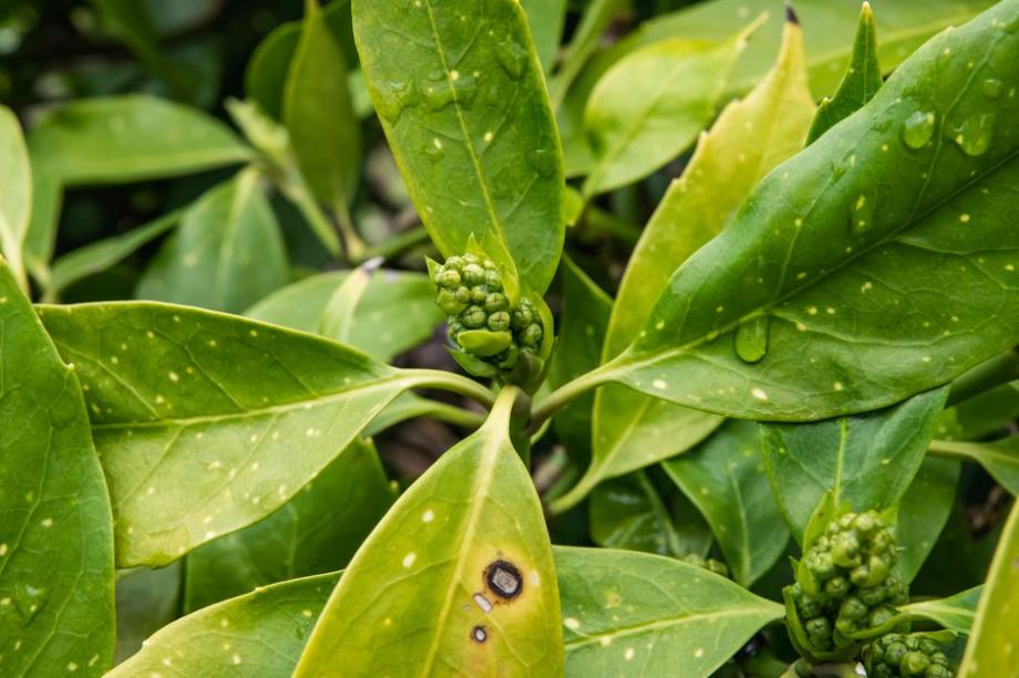Des taches noires apparaissent sur les feuilles. ©Erik - stock.adobe.com