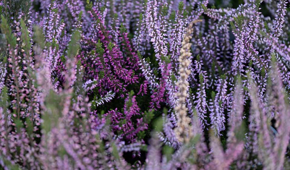 12 plantes de terre de bruyre pour habiller l'ombre - Jardiland