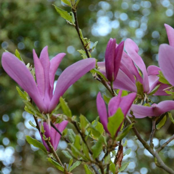 Magnolia 'Susan'