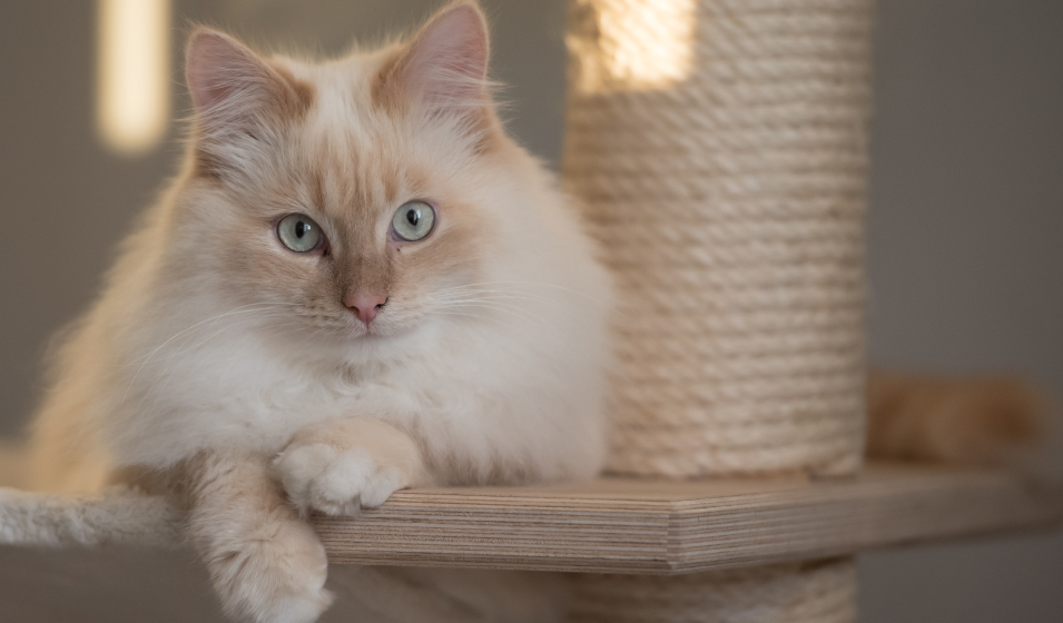 chat