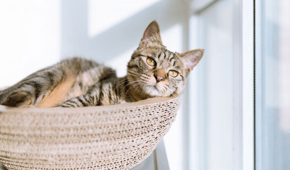 Offrez un coin de nature à votre chat en lui plantant un mini jardin d'intérieur  ! - CAT APART