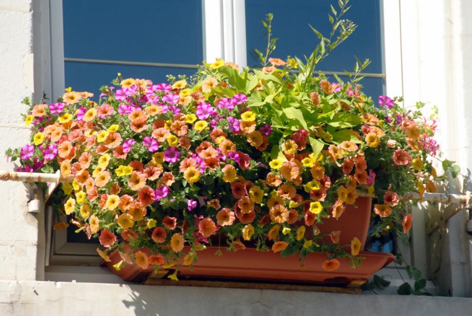 rephorm Jardinière pour Rebord de Fenêtre Windowgreen - Bloomling France