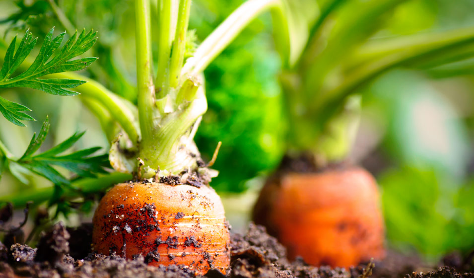 Légumes-racines à planter en mai : les carottes