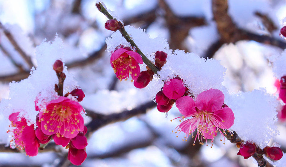 fleurs et neige
