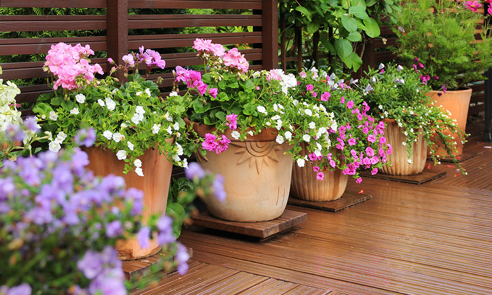 Des fleurs en pot qui ne manquent de rien