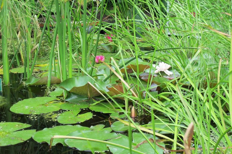 Plantes aquatiques (lotus, nénuphars) et bassins - Gamm vert