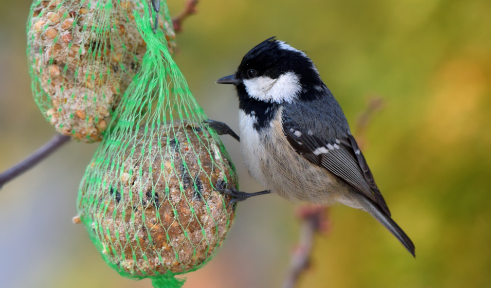 Faut-il nourrir les oiseaux du jardin toute l'année ? - Jardiland