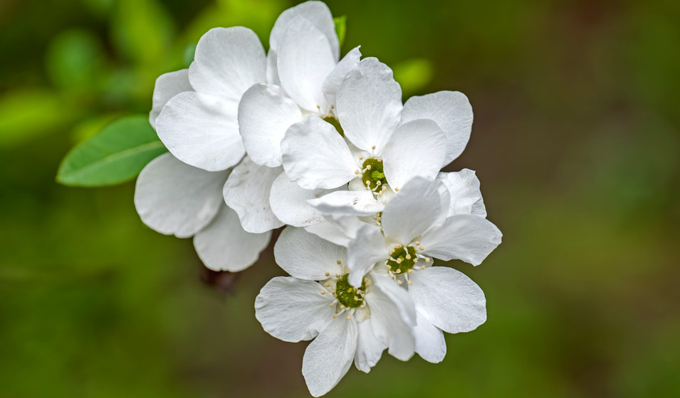 Exochorda