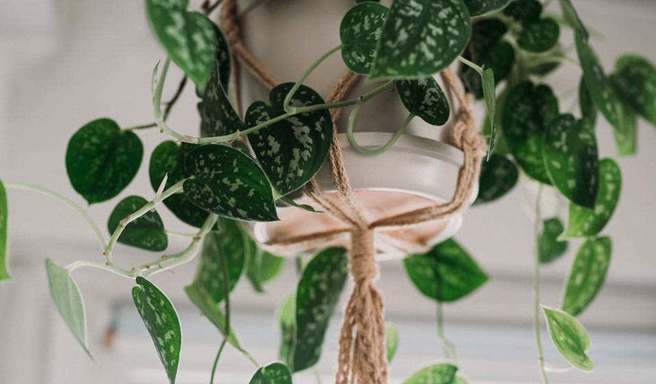 11 plantes d'intérieur retombantes aussi faciles d'entretien qu — free download