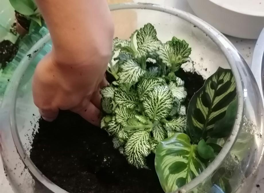 Kit terrarium DIY 1 plante à choisir - Les Beauxtanistes
