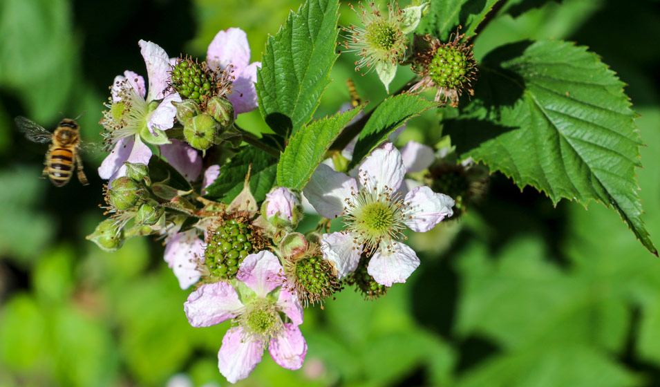 Mûrier : variétés, plantation et culture - Jardiland