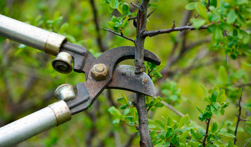 Protection du tronc des jeunes arbres en début de vie - Arboplus