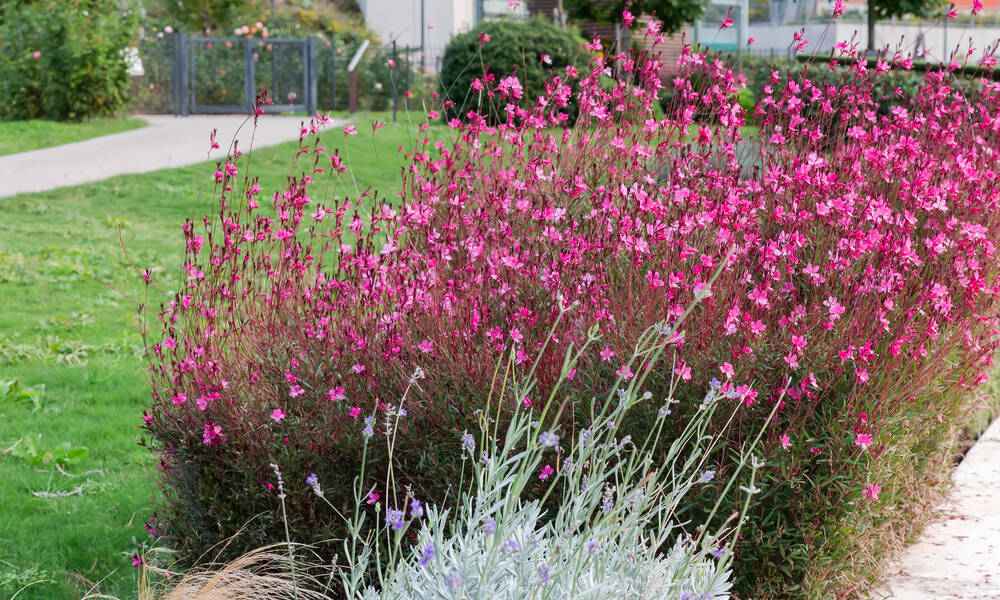 Le gaura est aussi beau en massif qu’en bordure