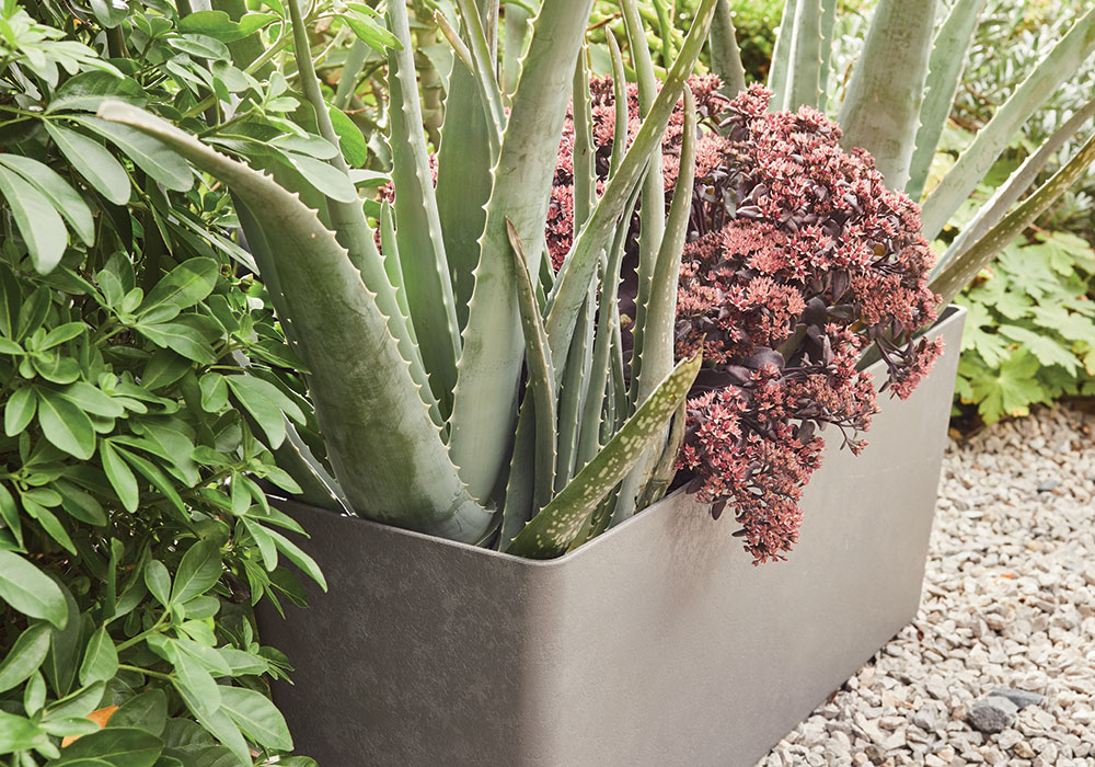 Jardinière de plantes grasses