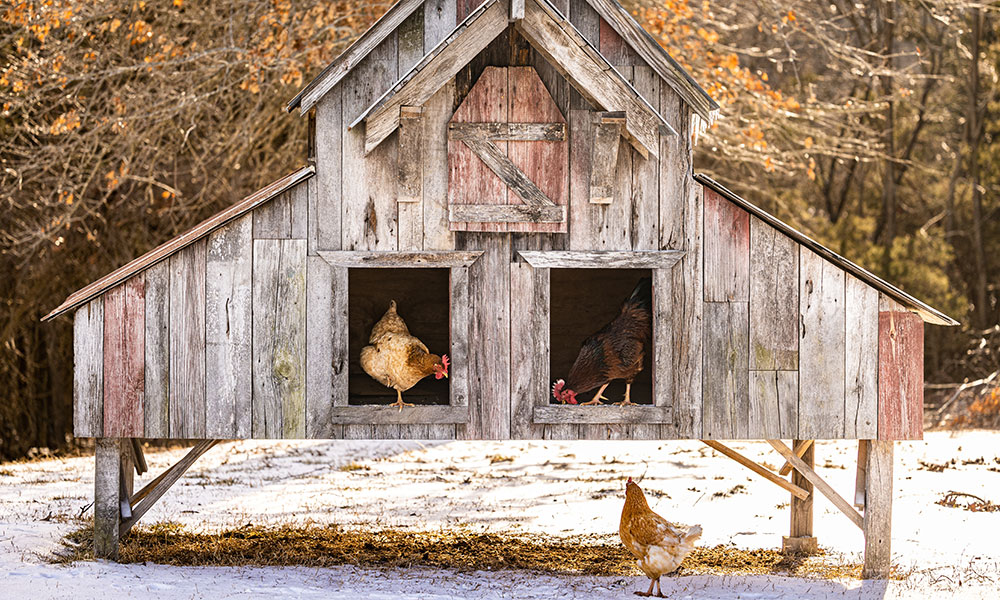 Optimisation ventilation et isolation pour poulailler en hiver