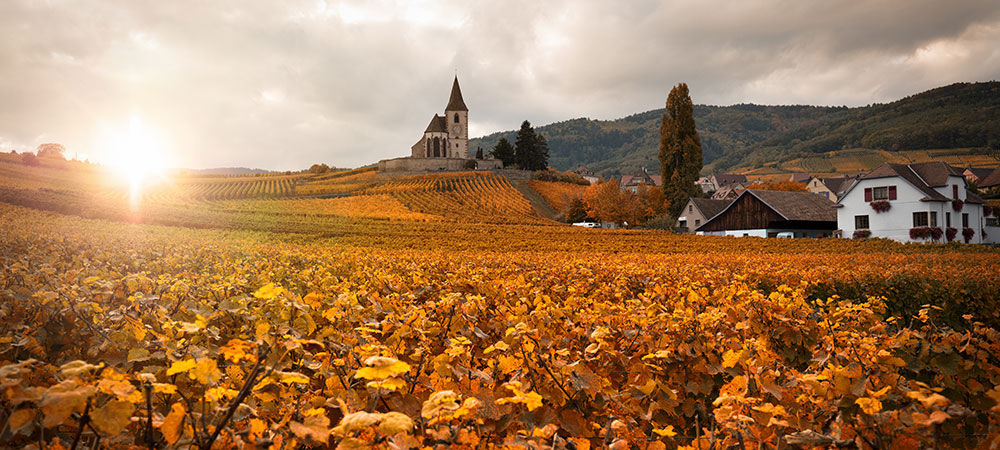 La route des vins en Alsace