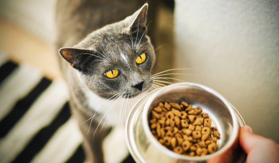 Herbe à chat naturelle Zolux  Digestion et équilibre du Chat