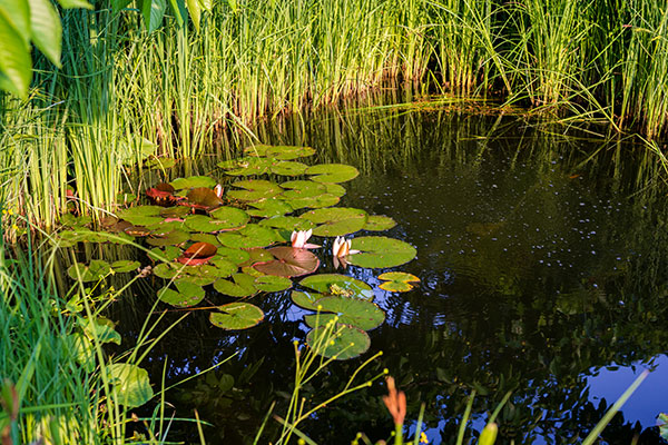 Une mare dans un jardin est un bon moyen de préserver la biodiversité