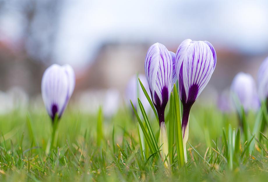 Crocus dans la pelouse
