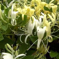 Les fleurs de chèvrefeuille sont délicieuses en sorbet