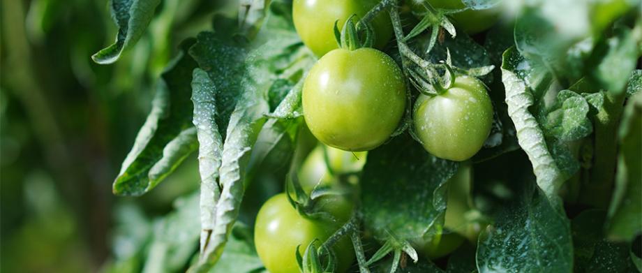 Maladies de la tomate : les douze à connaître - Le Parisien