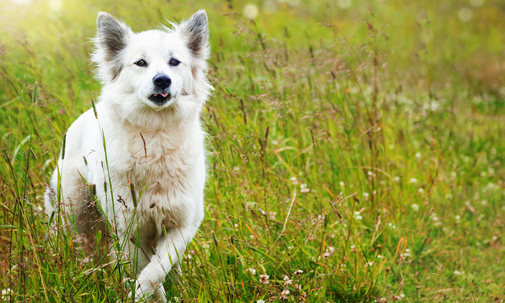 Les besoins énergétiques d’un chien âgé sont inférieurs à ceux d’un chien adulte.