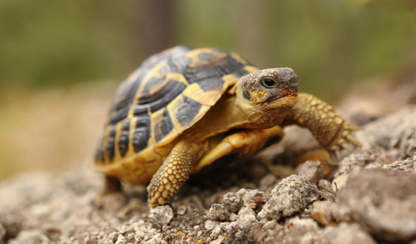 Adopter une tortue d'Hermann : conseils et bonnes pratiques