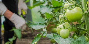 Etape 1 : Effeuiller les tomates