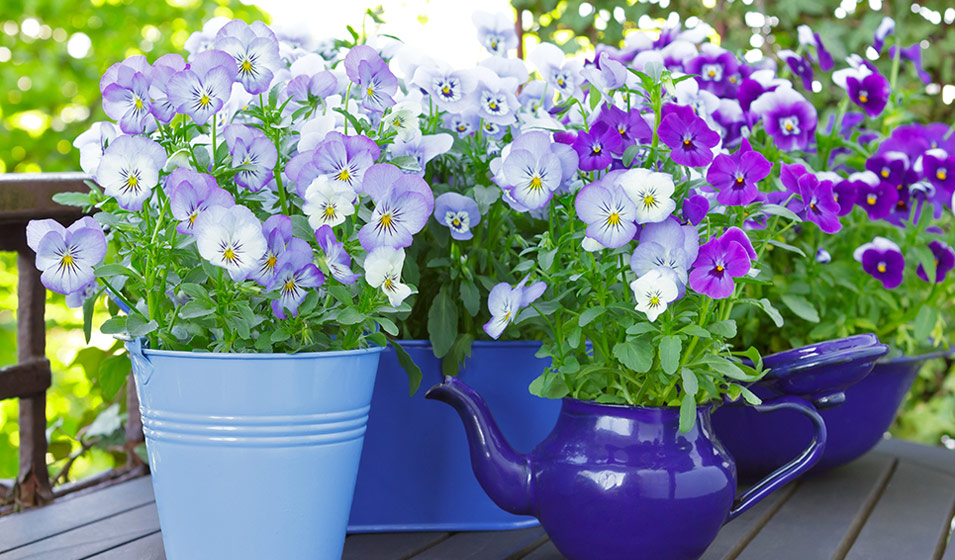 Viola semis, plantation et entretien Jardiland