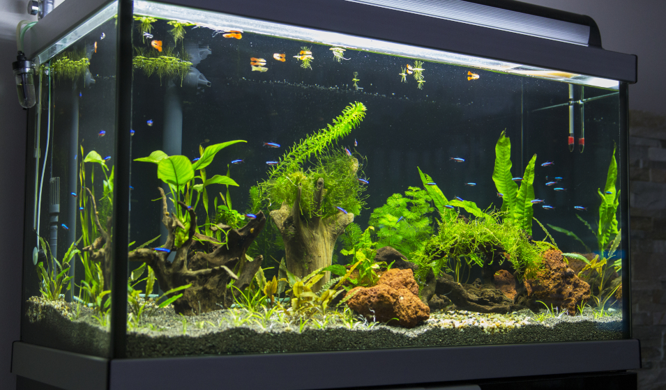 Comment éviter les algues dans un aquarium ? - Jardiland