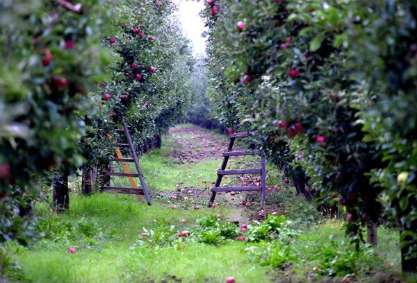 Comment bien récolter et conserver les pommes et poires ? - Gamm vert