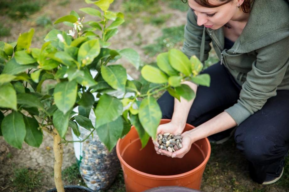 Comment planter les plantes méditerranéennes dans une jardinière ?