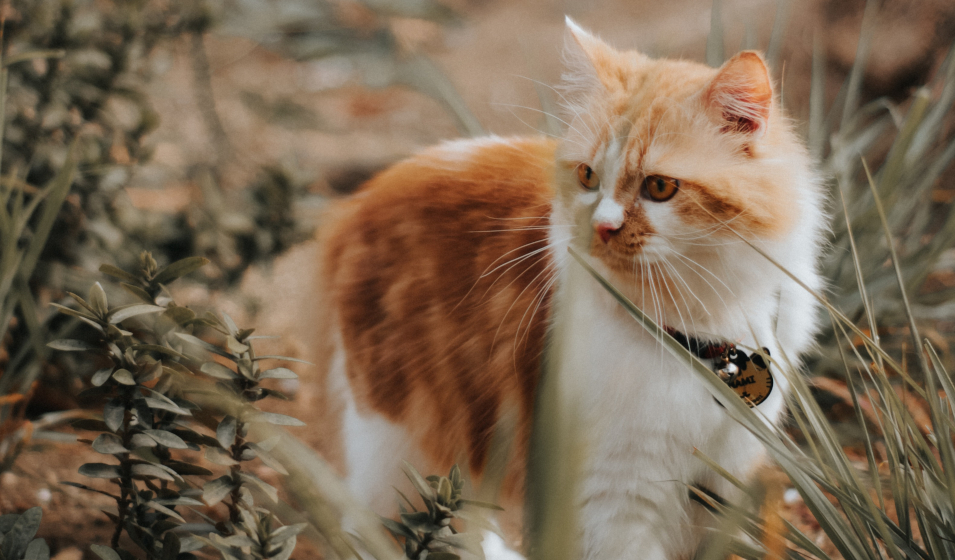 Prendre soin de son chat pour réduire les symptômes