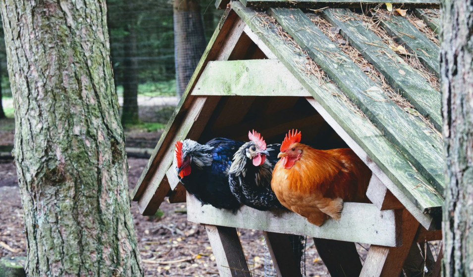 Que mettre au sol dans un poulailler pour éviter la boue ? Jardiland