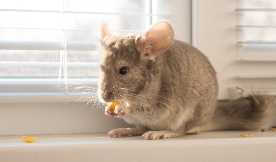 Chinchilla