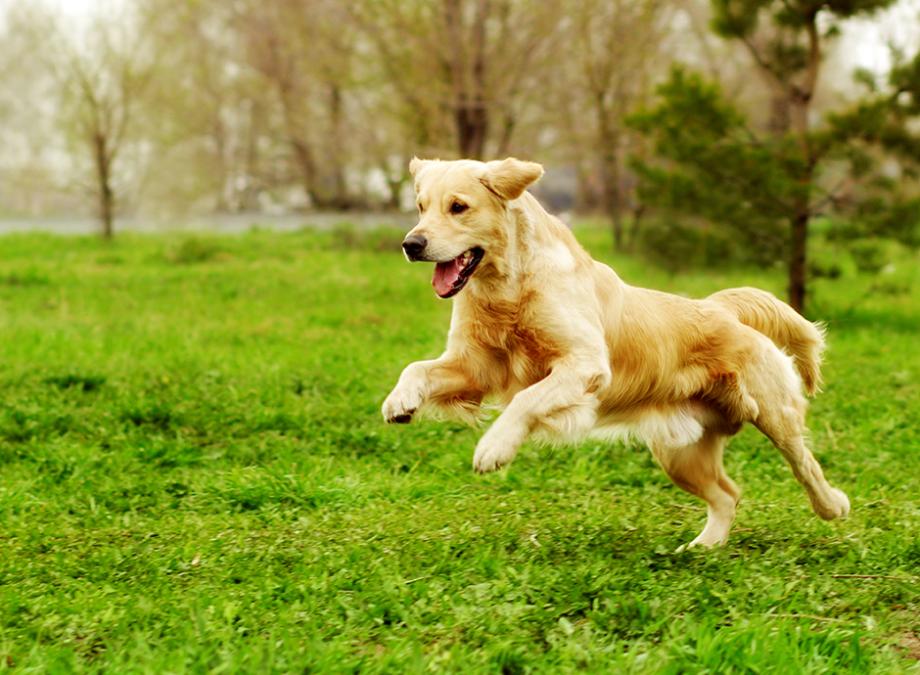 Les troubles digestifs chez le chien