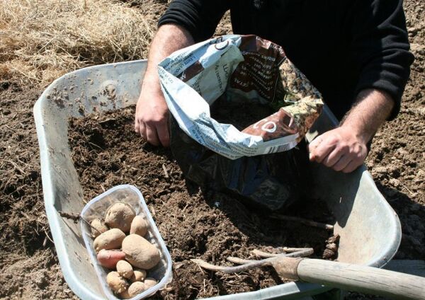 La culture des pommes de terre en sac en 9 étapes