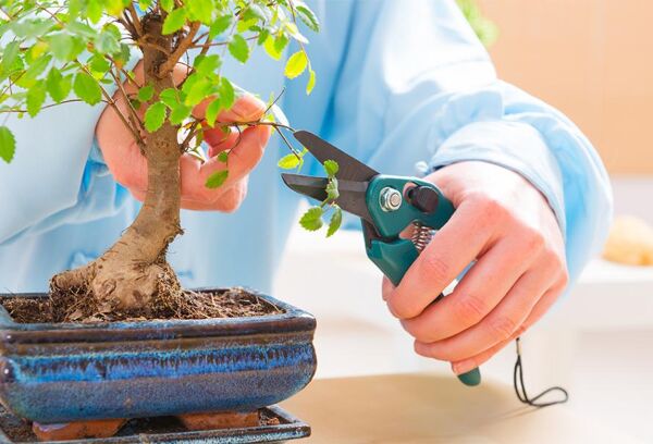 Rempoter un bonsaï - Gamm vert