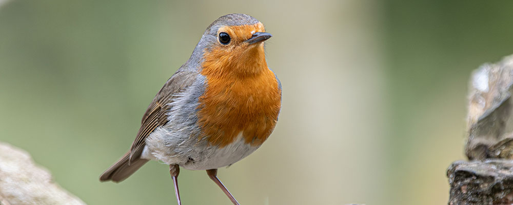 Identifier le Rouge-Gorge
