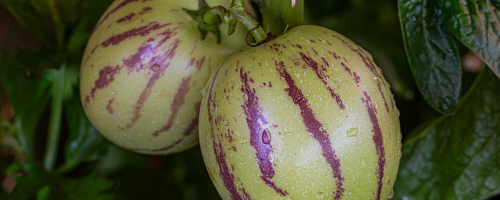 Le melon-poire a exactement le goût de son nom, et une chair très juteuse 