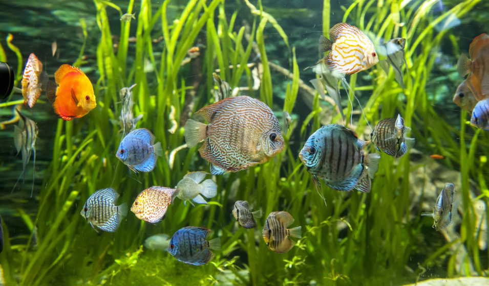Comment bien nettoyer mon aquarium ? - Animal Valley
