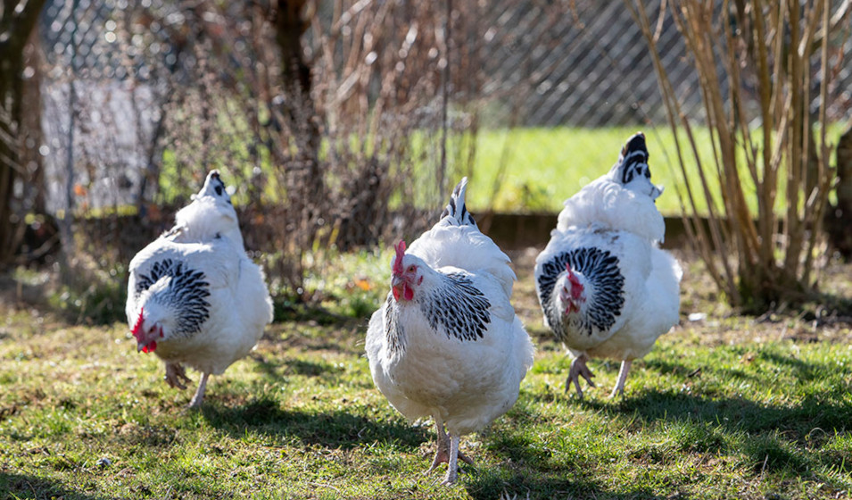 Un jardin doit respecter quelques critères avant d'accueillir des poules